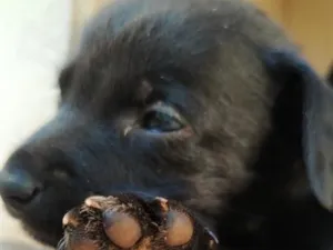 Cachorro raça SRD-ViraLata idade Abaixo de 2 meses nome Nego