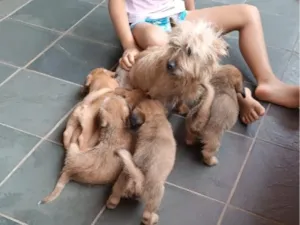 Cachorro raça SRD-ViraLata idade 2 a 6 meses nome sem nome ainda