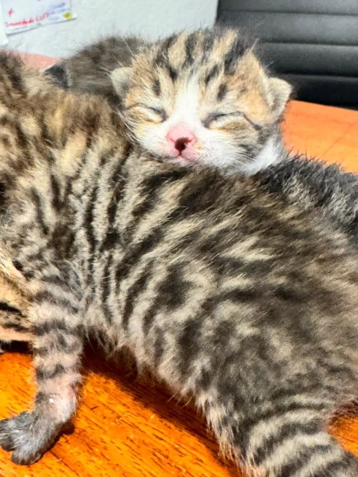 Gato raça SRD-ViraLata idade Abaixo de 2 meses nome Filhotes