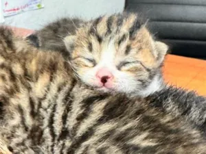 Gato raça SRD-ViraLata idade Abaixo de 2 meses nome Filhotes