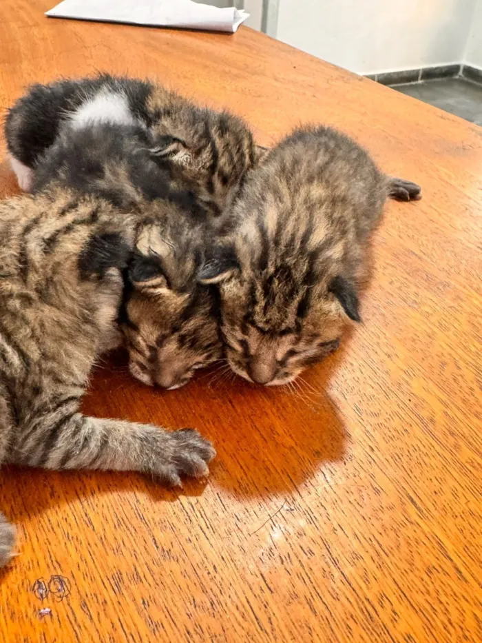 Gato raça SRD-ViraLata idade Abaixo de 2 meses nome Filhotes
