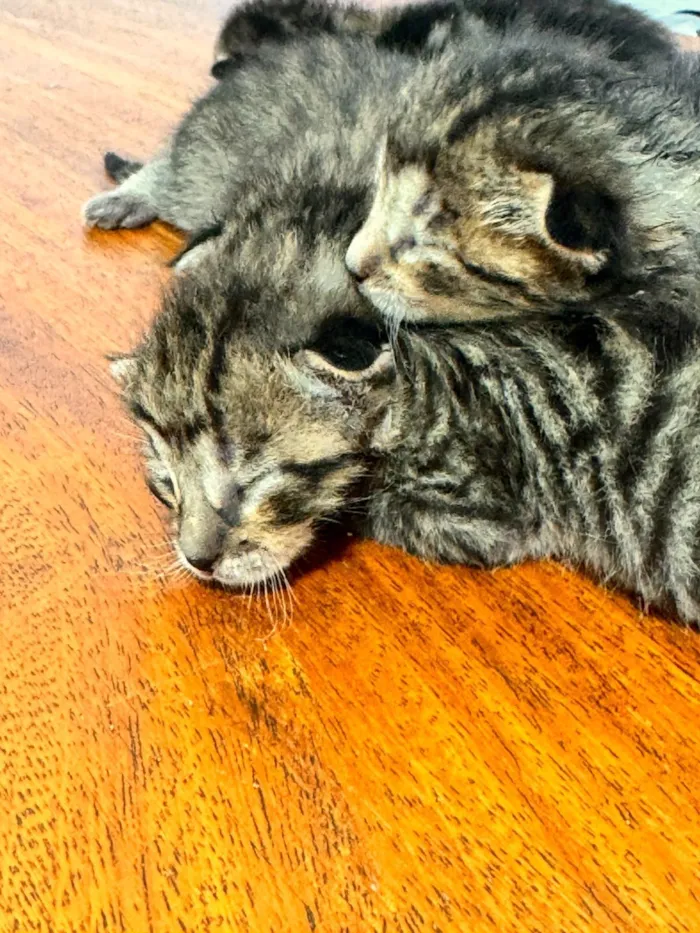 Gato raça SRD-ViraLata idade Abaixo de 2 meses nome Filhotes