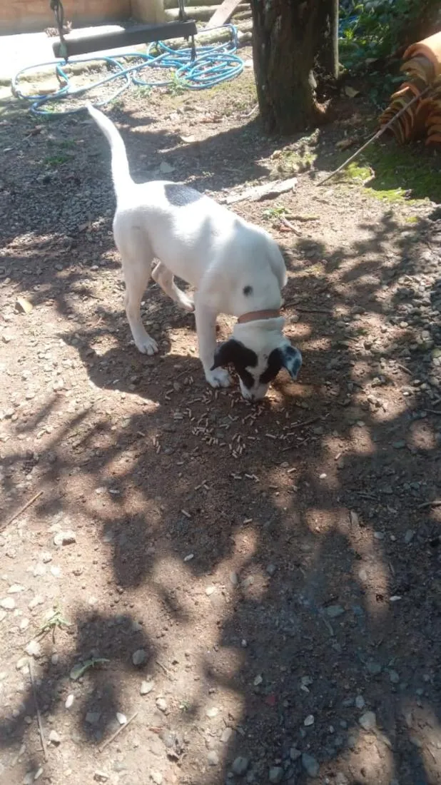 Cachorro raça SRD-ViraLata idade 2 a 6 meses nome Melinda