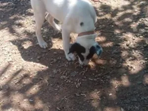Cachorro raça SRD-ViraLata idade 2 a 6 meses nome Melinda