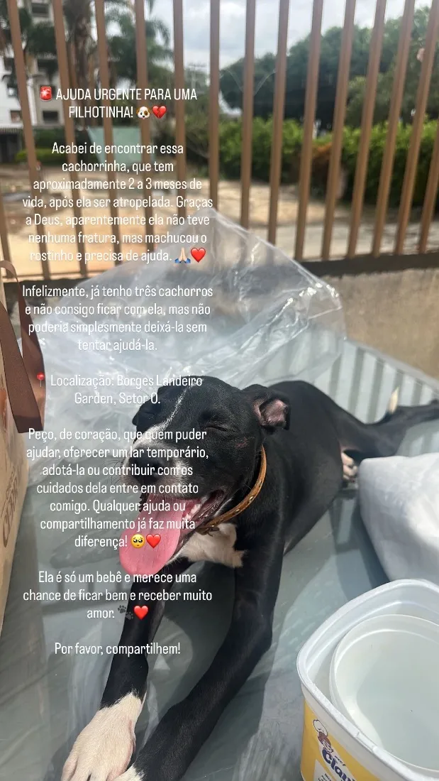 Cachorro raça SRD-ViraLata idade 2 a 6 meses nome Sem nome