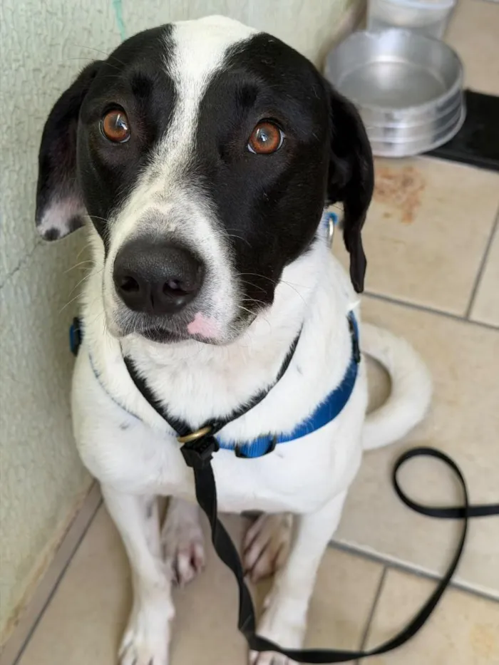 Cachorro raça SRD-ViraLata idade 2 anos nome Marshall