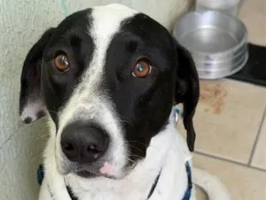 Cachorro raça SRD-ViraLata idade 2 anos nome Marshall