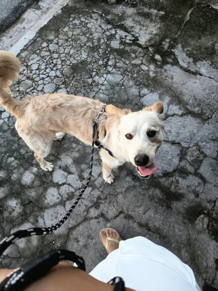 Cachorro raça SRD-ViraLata idade 1 ano nome Nhoque