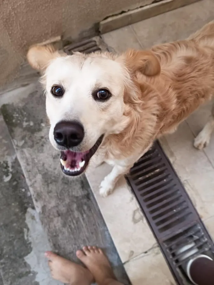 Cachorro raça SRD-ViraLata idade 1 ano nome Nhoque
