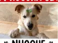 Nhoque