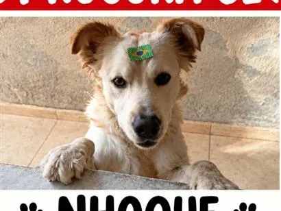 Cachorro raça SRD-ViraLata idade 1 ano nome Nhoque