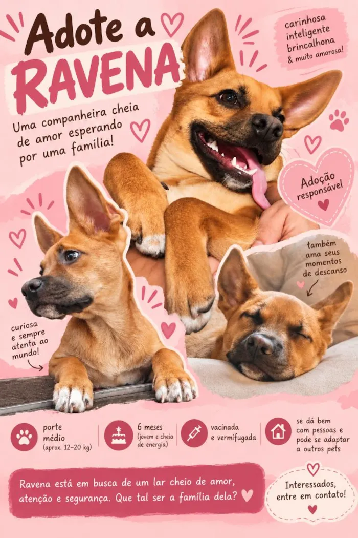 Cachorro raça SRD-ViraLata idade 2 a 6 meses nome Ravena