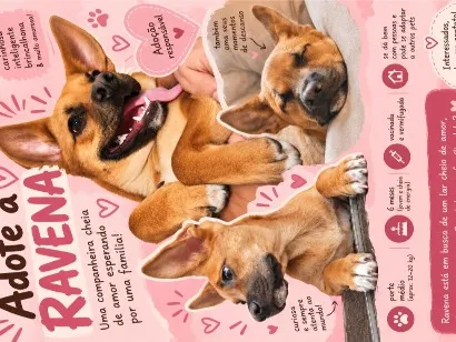 Cachorro raça SRD-ViraLata idade 2 a 6 meses nome Ravena