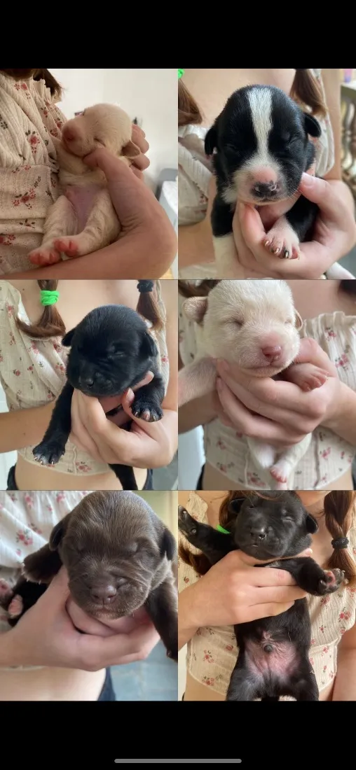Cachorro raça SRD-ViraLata idade Abaixo de 2 meses nome Sem nome 