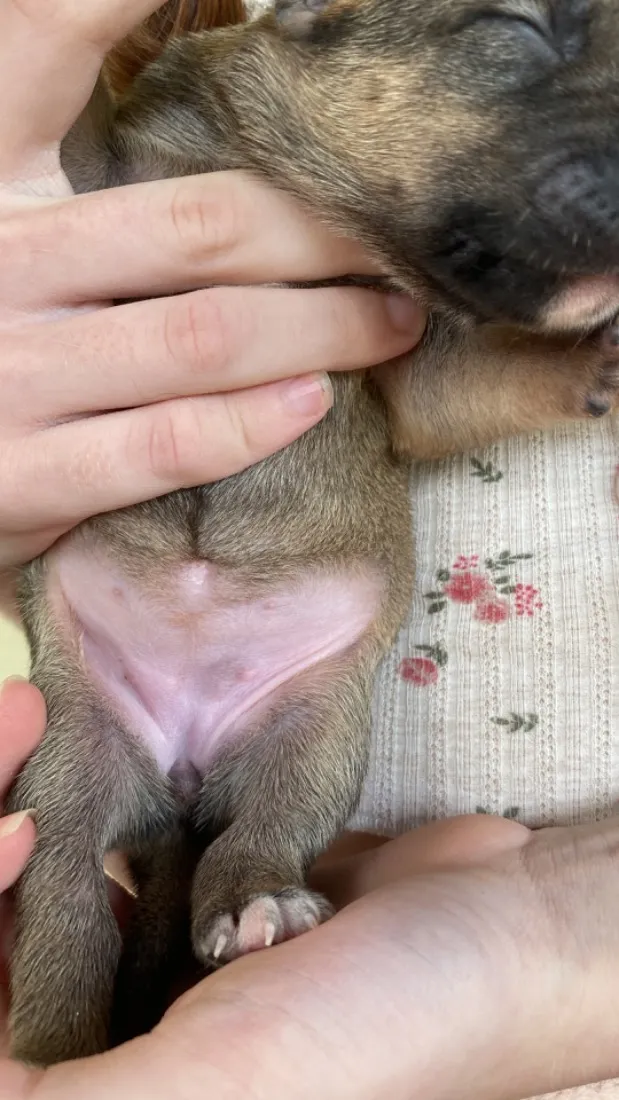Cachorro raça SRD-ViraLata idade Abaixo de 2 meses nome Sem nome 