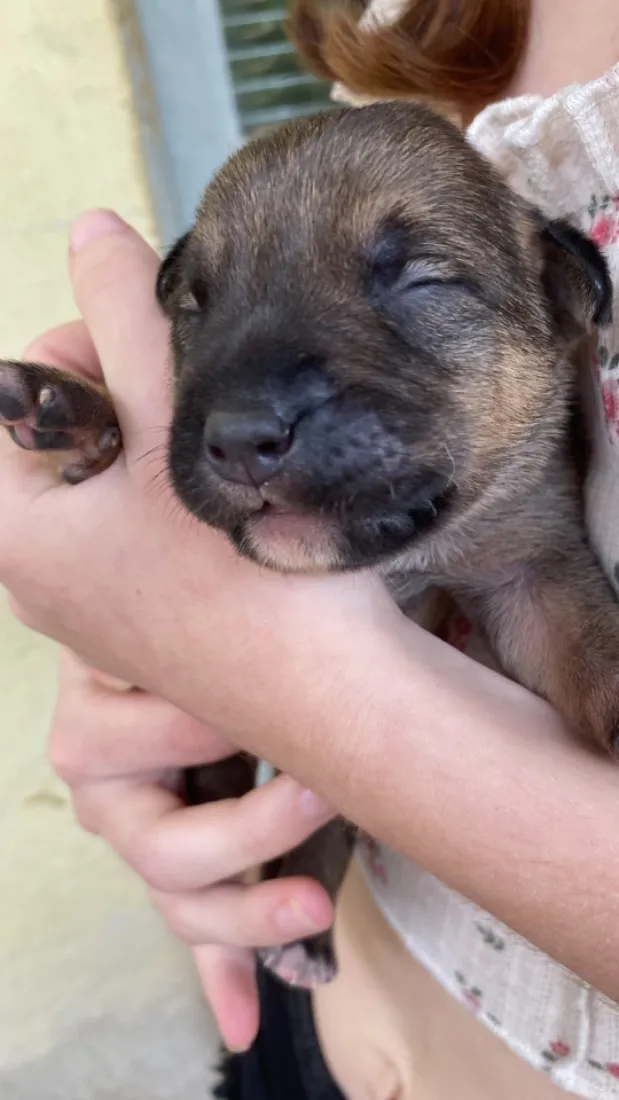 Cachorro raça SRD-ViraLata idade Abaixo de 2 meses nome Sem nome 