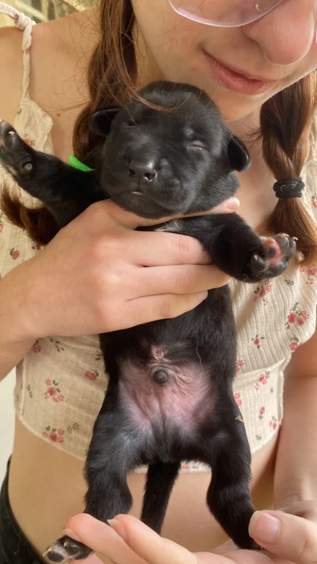Cachorro raça SRD-ViraLata idade Abaixo de 2 meses nome Sem nome 