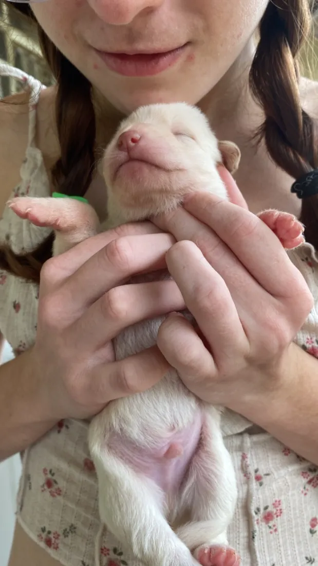 Cachorro raça SRD-ViraLata idade Abaixo de 2 meses nome Sem nome 
