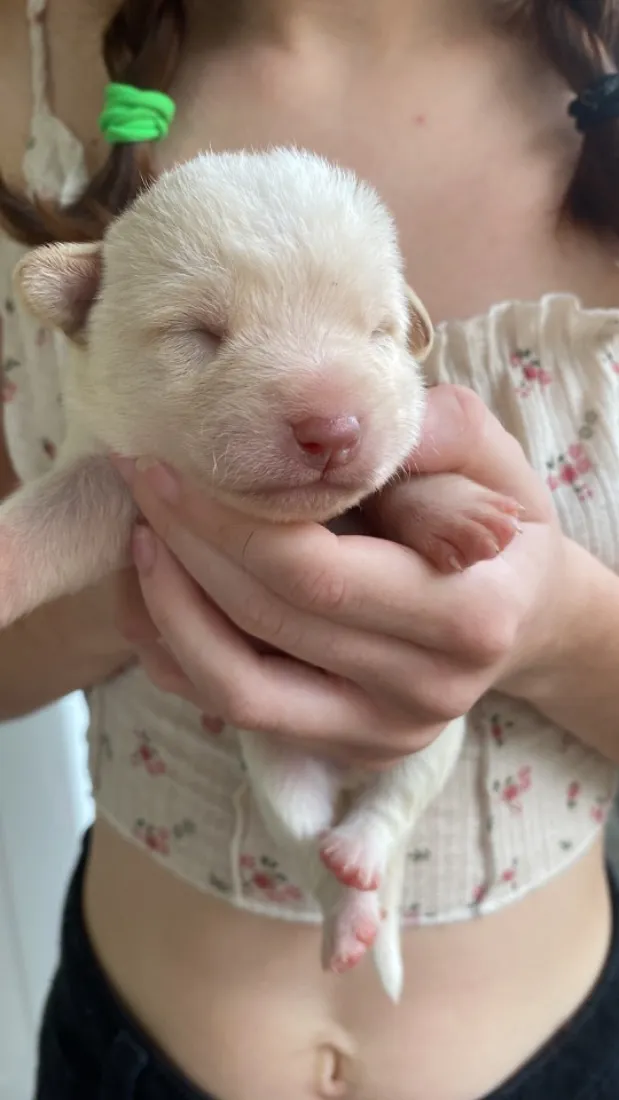 Cachorro raça SRD-ViraLata idade Abaixo de 2 meses nome Sem nome 