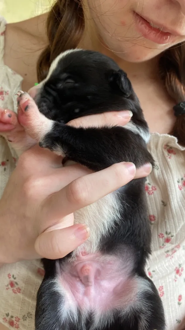 Cachorro raça SRD-ViraLata idade Abaixo de 2 meses nome Sem nome 