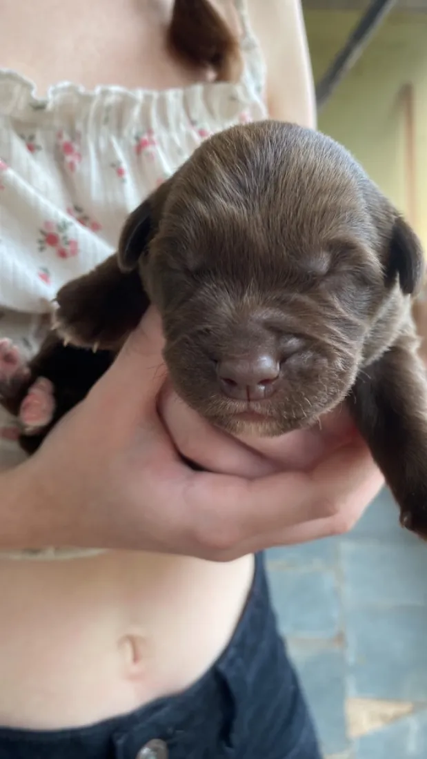 Cachorro raça SRD-ViraLata idade Abaixo de 2 meses nome Sem nome 