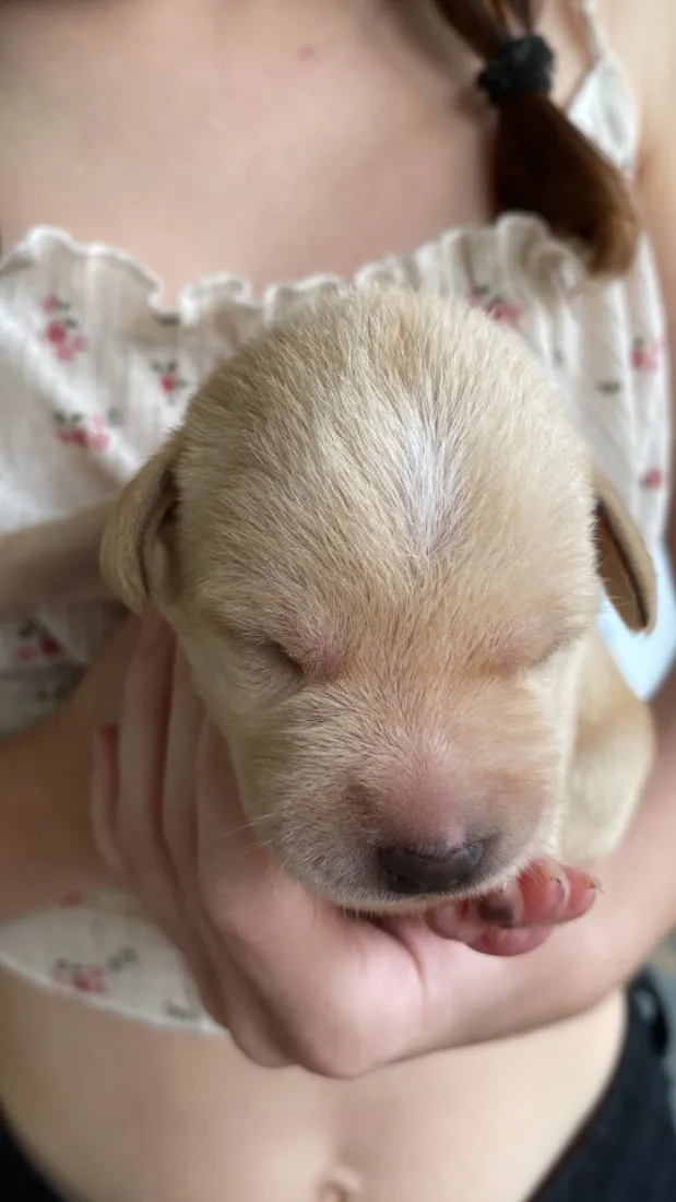 Cachorro raça SRD-ViraLata idade Abaixo de 2 meses nome Sem nome 