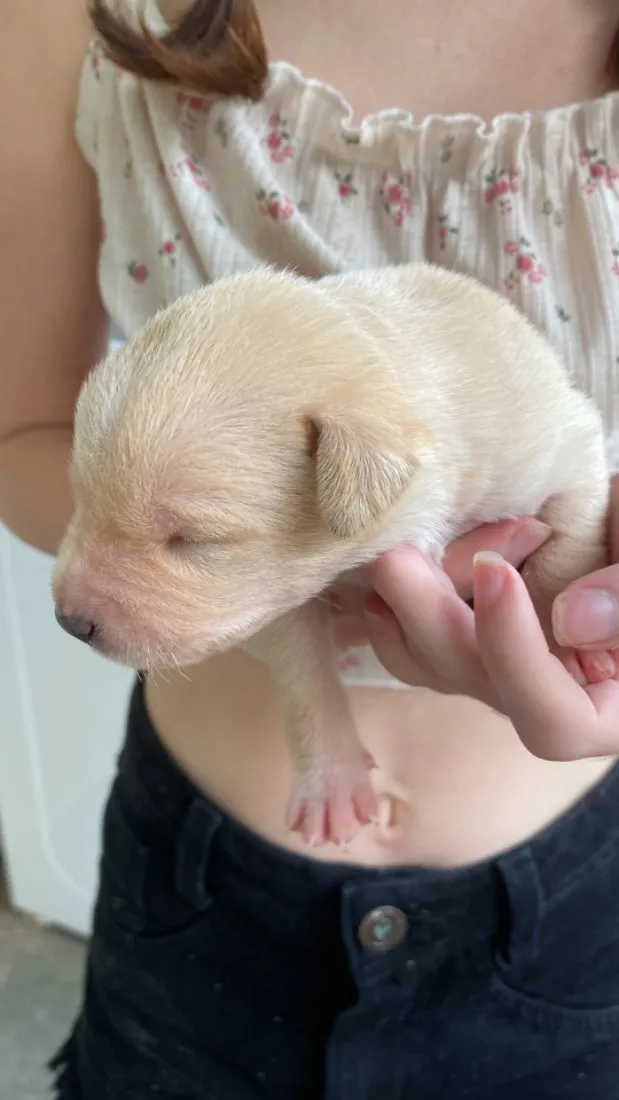 Cachorro raça SRD-ViraLata idade Abaixo de 2 meses nome Sem nome 