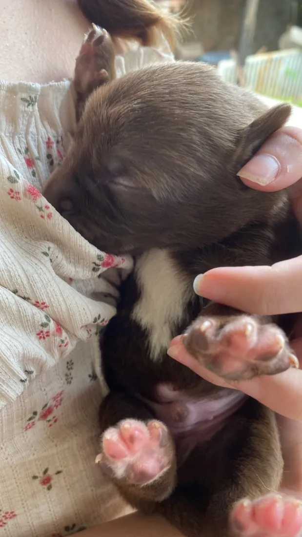 Cachorro raça SRD-ViraLata idade Abaixo de 2 meses nome Sem nome 