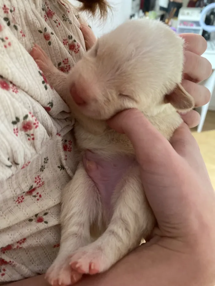 Cachorro raça SRD-ViraLata idade Abaixo de 2 meses nome Sem nome 