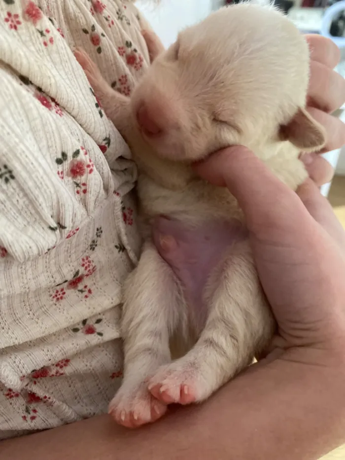 Cachorro raça SRD-ViraLata idade Abaixo de 2 meses nome Sem nome 