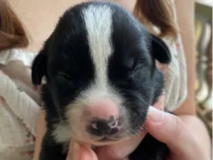 Cachorro raça SRD-ViraLata idade Abaixo de 2 meses nome Sem nome 