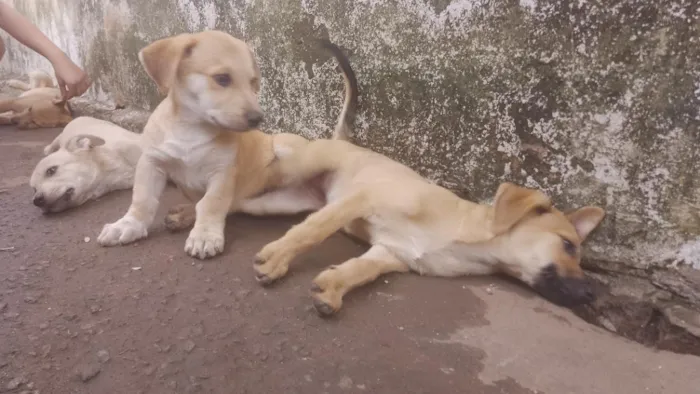 Cachorro raça SRD-ViraLata idade 2 a 6 meses nome Lindinhos