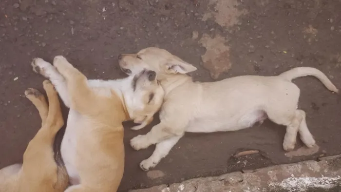 Cachorro raça SRD-ViraLata idade 2 a 6 meses nome Lindinhos