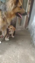 Lindinhos