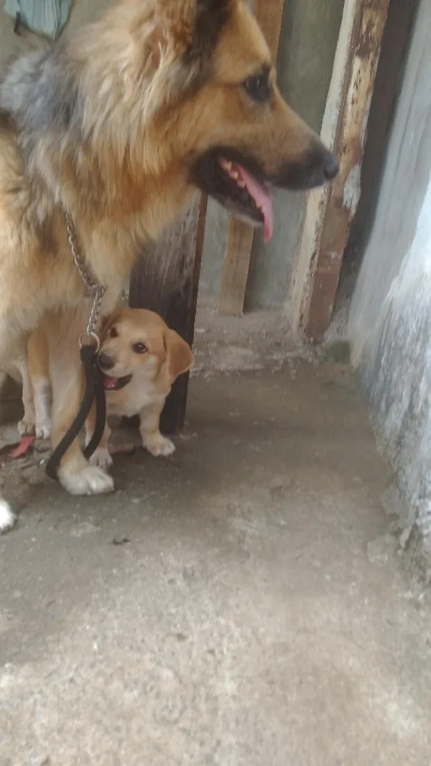 Cachorro raça SRD-ViraLata idade 2 a 6 meses nome Lindinhos