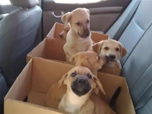 Cachorro raça SRD-ViraLata idade 2 a 6 meses nome Lindinhos