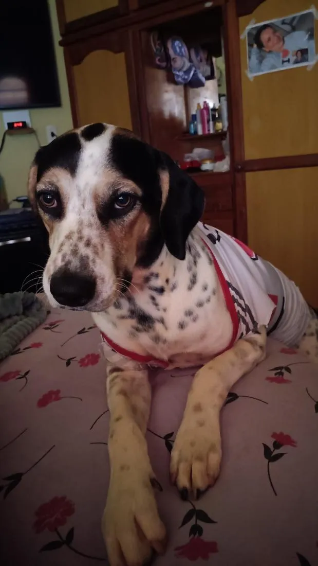 Cachorro raça Rottweiler idade 1 ano nome thor