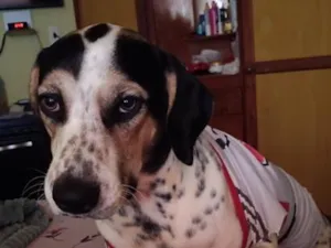 Cachorro raça Rottweiler idade 1 ano nome thor