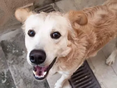 Cachorro raça SRD-ViraLata idade 1 ano nome Nhoque
