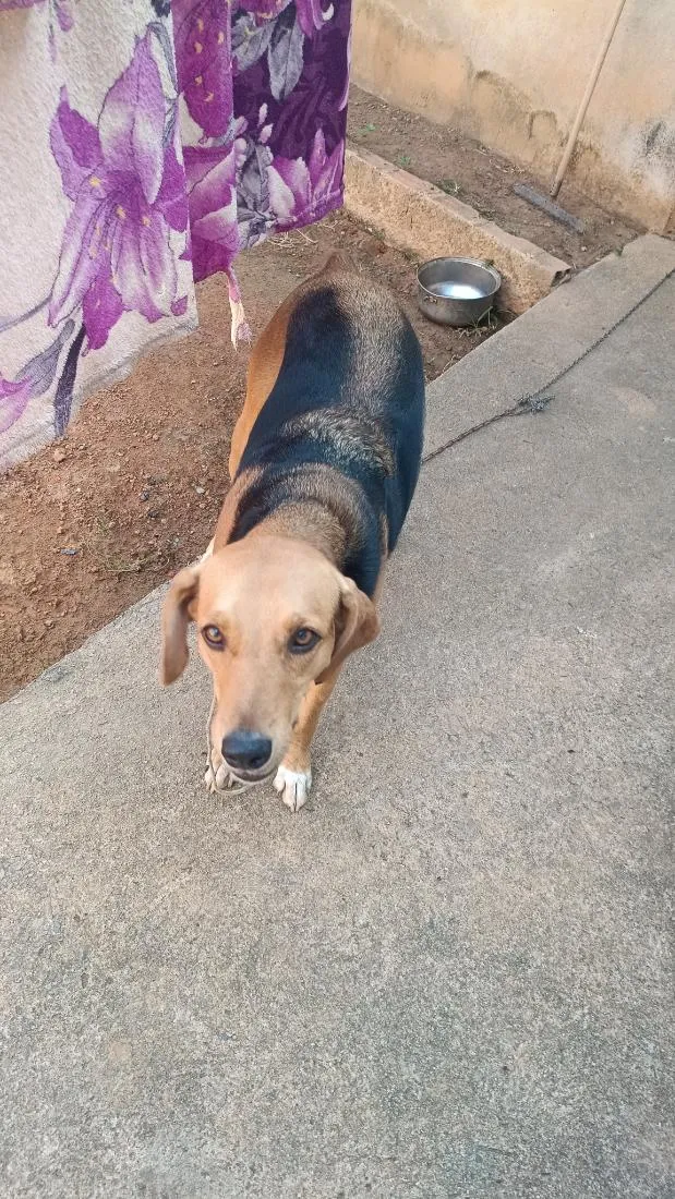 Cachorro raça Rottweiler idade 2 anos nome Isabela 