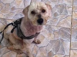 Cachorro raça SRD-ViraLata idade 3 anos nome Batman