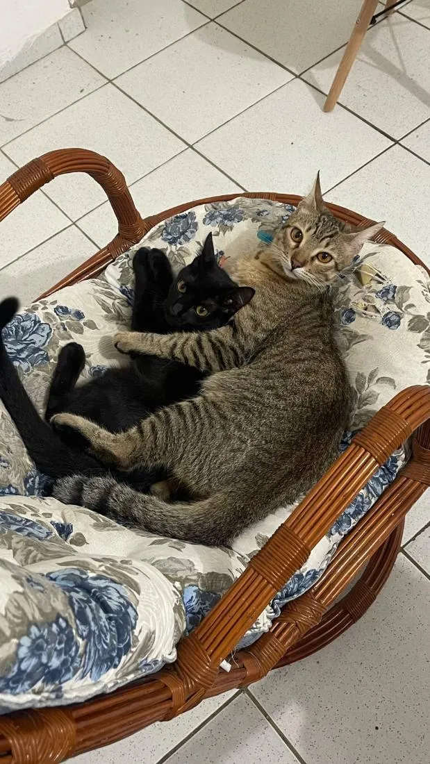 Gato raça SRD-ViraLata idade 2 anos nome Link e Zola