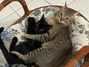 Gato raça SRD-ViraLata idade 2 anos nome Link e Zola