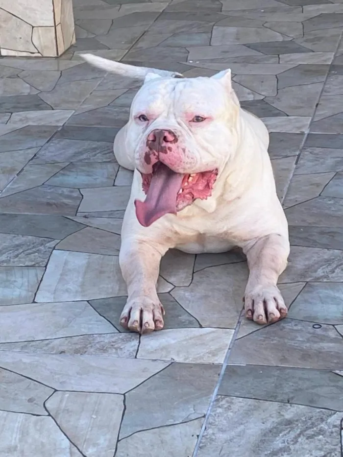 Cachorro raça Pit-Bull idade 4 anos nome zack