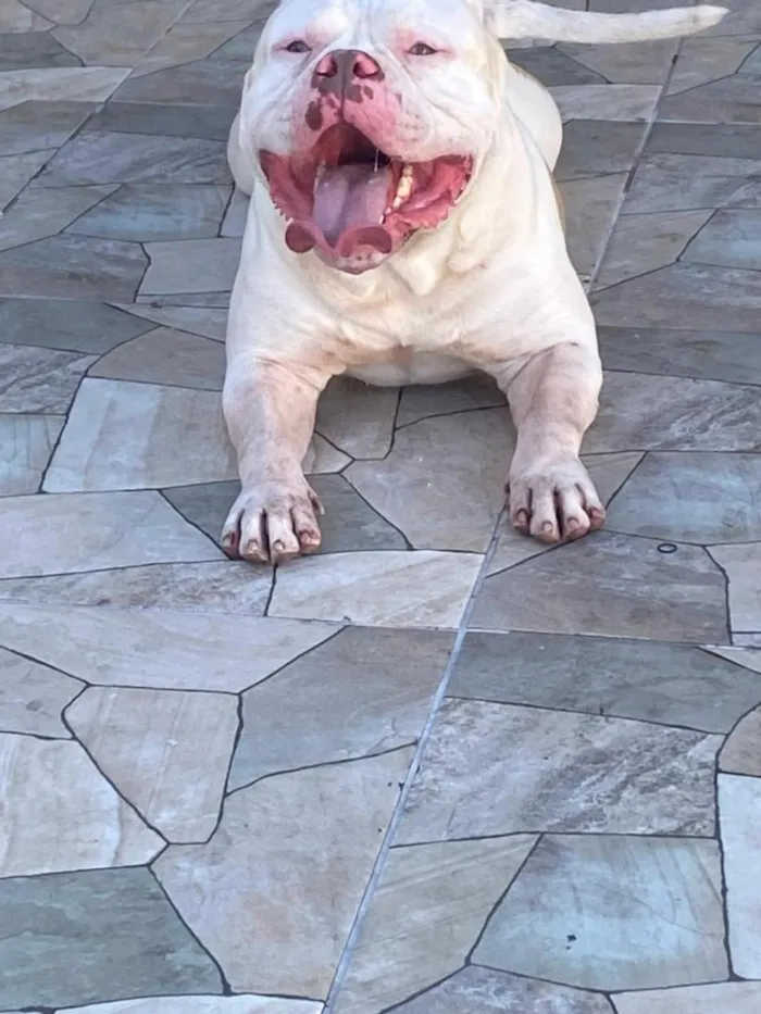 Cachorro raça Pit-Bull idade 4 anos nome zack