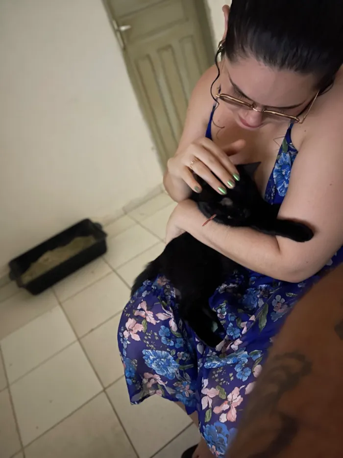 Gato raça SRD-ViraLata idade 2 anos nome Link e Zola