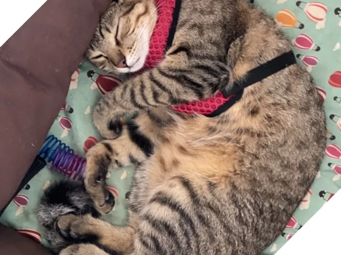 Gato raça SRD-ViraLata idade 2 anos nome Link e Zola