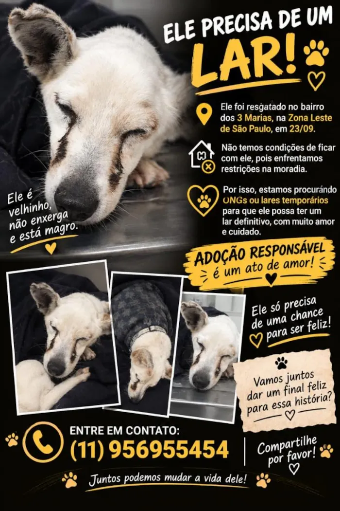 Cachorro raça SRD-ViraLata idade 6 ou mais anos nome Costela