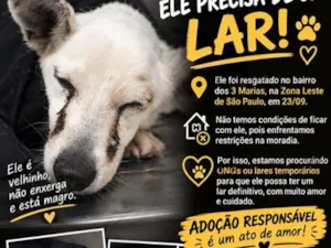 Cachorro raça SRD-ViraLata idade 6 ou mais anos nome Costela
