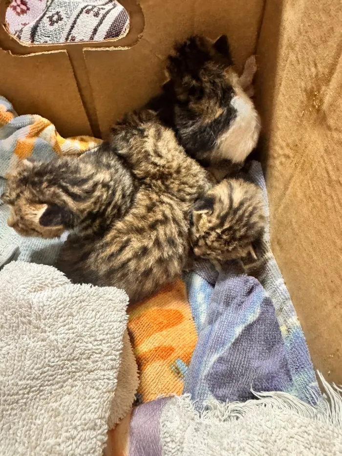 Gato raça SRD-ViraLata idade Abaixo de 2 meses nome Filhotes